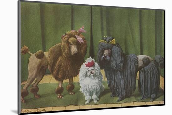 Three Poodle Specimens-Louis Agassiz Fuertes-Mounted Photographic Print