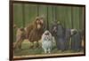 Three Poodle Specimens-Louis Agassiz Fuertes-Framed Photographic Print