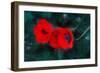 Three Poppies of Scarlet, 2018,-Helen White-Framed Giclee Print