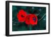 Three Poppies of Scarlet, 2018,-Helen White-Framed Giclee Print