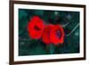 Three Poppies of Scarlet-Helen White-Framed Giclee Print