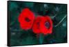 Three Poppies of Scarlet-Helen White-Framed Stretched Canvas