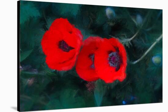 Three Poppies of Scarlet-Helen White-Stretched Canvas