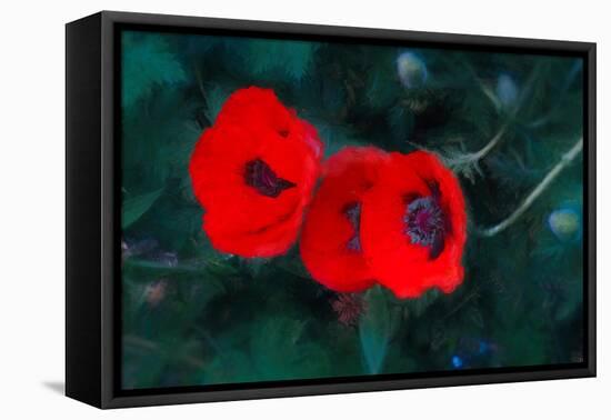 Three Poppies of Scarlet-Helen White-Framed Stretched Canvas