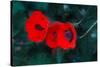 Three Poppies of Scarlet-Helen White-Stretched Canvas