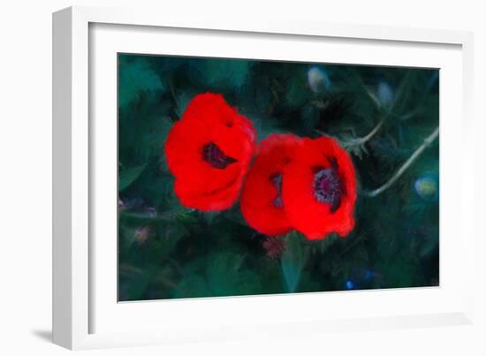 Three Poppies of Scarlet-Helen White-Framed Giclee Print