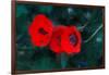 Three Poppies of Scarlet-Helen White-Framed Giclee Print