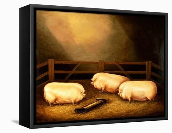 Three Prize Pigs Outside a Sty-null-Framed Stretched Canvas