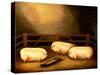 Three Prize Pigs Outside a Sty-null-Stretched Canvas