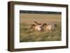 Three Przewalski Horses (Equus Ferus Przewalskii) Running, Hortobagy National Park, Hungary, May-Radisics-Framed Photographic Print