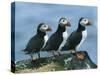 Three Puffins on Rock, Craigleath Island, East Lothian, Scotland, United Kingdom, Europe-Rainford Roy-Stretched Canvas