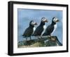 Three Puffins on Rock, Craigleath Island, East Lothian, Scotland, United Kingdom, Europe-Rainford Roy-Framed Photographic Print