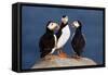 Three Puffins on Rock-Howard Ruby-Framed Stretched Canvas