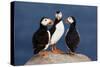 Three Puffins on Rock-Howard Ruby-Stretched Canvas