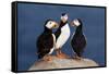 Three Puffins on Rock-Howard Ruby-Framed Stretched Canvas