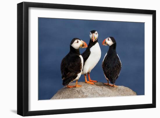 Three Puffins on Rock-Howard Ruby-Framed Photographic Print