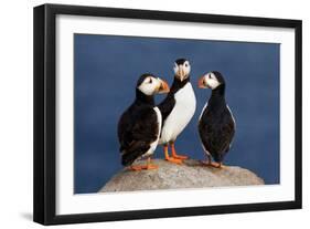 Three Puffins on Rock-Howard Ruby-Framed Photographic Print