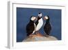 Three Puffins on Rock-Howard Ruby-Framed Photographic Print