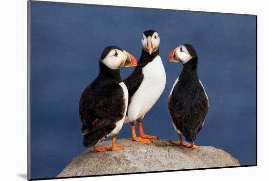 Three Puffins on Rock-Howard Ruby-Mounted Photographic Print