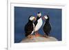 Three Puffins on Rock-Howard Ruby-Framed Photographic Print