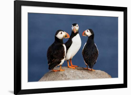 Three Puffins on Rock-Howard Ruby-Framed Photographic Print