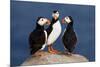 Three Puffins on Rock-Howard Ruby-Mounted Photographic Print