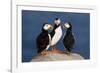 Three Puffins on Rock-Howard Ruby-Framed Photographic Print
