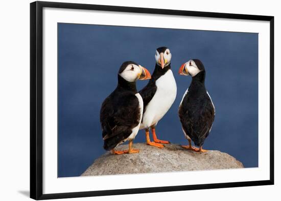 Three Puffins on Rock-Howard Ruby-Framed Photographic Print