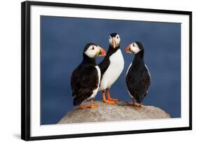 Three Puffins on Rock-Howard Ruby-Framed Photographic Print