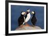 Three Puffins on Rock-Howard Ruby-Framed Photographic Print