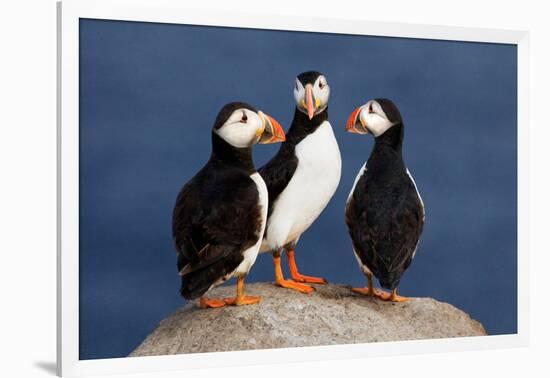 Three Puffins on Rock-Howard Ruby-Framed Photographic Print