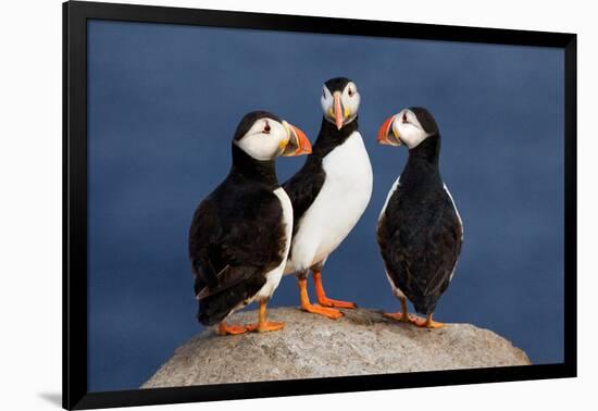 Three Puffins on Rock-Howard Ruby-Framed Photographic Print