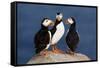 Three Puffins on Rock-Howard Ruby-Framed Stretched Canvas