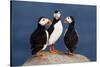 Three Puffins on Rock-Howard Ruby-Stretched Canvas