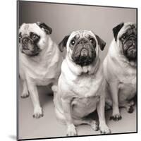 Three Pugs-Amanda Jones-Mounted Art Print