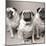 Three Pugs-Amanda Jones-Mounted Art Print