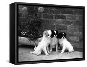 Three Puppies from the Riu-Gu Kennel Sit Next to a Tub of Plants-null-Framed Stretched Canvas