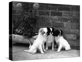 Three Puppies from the Riu-Gu Kennel Sit Next to a Tub of Plants-null-Stretched Canvas