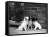 Three Puppies from the Riu-Gu Kennel Sit Next to a Tub of Plants-null-Framed Stretched Canvas