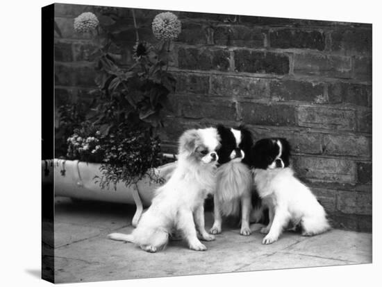 Three Puppies from the Riu-Gu Kennel Sit Next to a Tub of Plants-null-Stretched Canvas