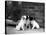 Three Puppies from the Riu-Gu Kennel Sit Next to a Tub of Plants-null-Stretched Canvas