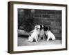 Three Puppies from the Riu-Gu Kennel Sit Next to a Tub of Plants-null-Framed Photographic Print