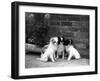 Three Puppies from the Riu-Gu Kennel Sit Next to a Tub of Plants-null-Framed Photographic Print