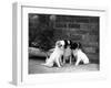 Three Puppies from the Riu-Gu Kennel Sit Next to a Tub of Plants-null-Framed Photographic Print