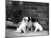 Three Puppies from the Riu-Gu Kennel Sit Next to a Tub of Plants-null-Mounted Photographic Print