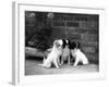 Three Puppies from the Riu-Gu Kennel Sit Next to a Tub of Plants-null-Framed Photographic Print