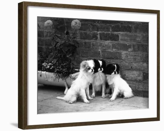 Three Puppies from the Riu-Gu Kennel Sit Next to a Tub of Plants-null-Framed Photographic Print