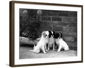 Three Puppies from the Riu-Gu Kennel Sit Next to a Tub of Plants-null-Framed Photographic Print