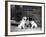 Three Puppies from the Riu-Gu Kennel Sit Next to a Tub of Plants-null-Framed Photographic Print