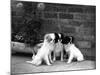 Three Puppies from the Riu-Gu Kennel Sit Next to a Tub of Plants-null-Mounted Photographic Print